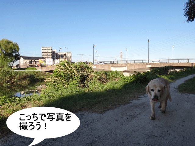 株式会社日食　愛犬ナナ　ゴールデン　ラブラドール　レトリバー　お散歩