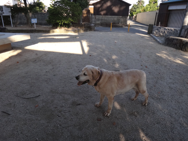 株式会社日食　愛犬ナナ　ゴールデン　ラブラドール　レトリバー　お散歩