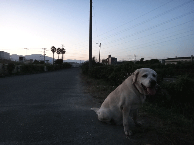 株式会社日食　愛犬ナナ　ゴールデン　ラブラドール　レトリバー　お散歩