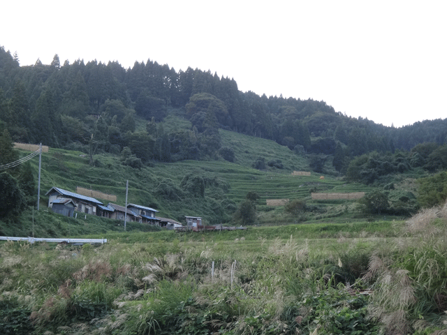 株式会社日食　熊波の棚田　兵庫県但馬　美方郡香美町村岡区熊波　棚田米コシヒカリ