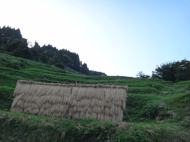 株式会社日食　熊波の棚田　兵庫県但馬　美方郡香美町村岡区熊波　棚田米コシヒカリ