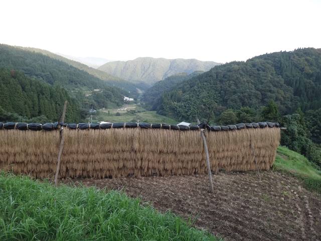 株式会社日食　熊波の棚田　兵庫県但馬　美方郡香美町村岡区熊波　棚田米コシヒカリ