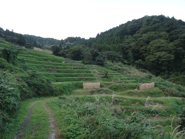 株式会社日食　熊波の棚田　兵庫県但馬　美方郡香美町村岡区熊波　棚田米コシヒカリ