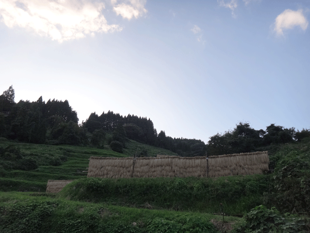 株式会社日食　熊波の棚田　兵庫県但馬　美方郡香美町村岡区熊波　棚田米コシヒカリ