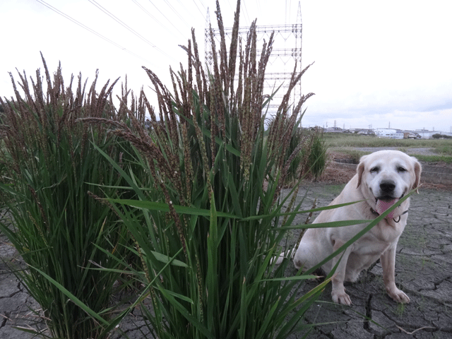 株式会社日食　愛犬ナナ　ゴールデン　ラブラドール　レトリバー　お散歩