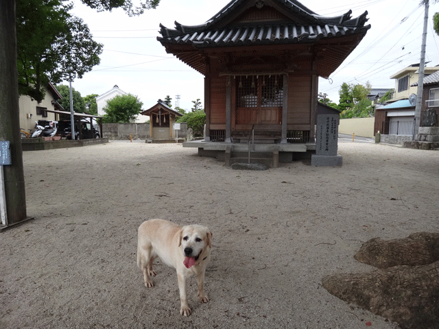 株式会社日食　愛犬ナナ　ゴールデン　ラブラドール　レトリバー　お散歩