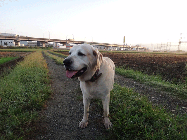 株式会社日食　愛犬ナナ　ゴールデン　ラブラドール　レトリバー　お散歩