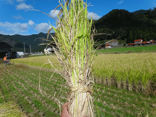 株式会社日食　はで干し講習会＆収穫祭　注連川の糧　島根県鹿足郡吉賀町注連川