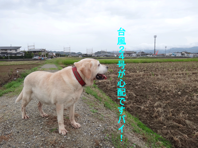 株式会社日食　愛犬ナナ　ゴールデン　ラブラドール　レトリバー　お散歩