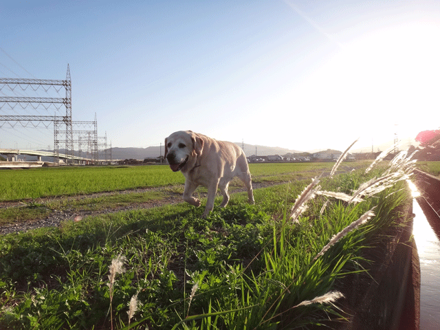 株式会社日食　愛犬ナナ　ゴールデン　ラブラドール　レトリバー　お散歩