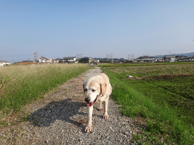 株式会社日食　愛犬ナナ　ゴールデン　ラブラドール　レトリバー　お散歩