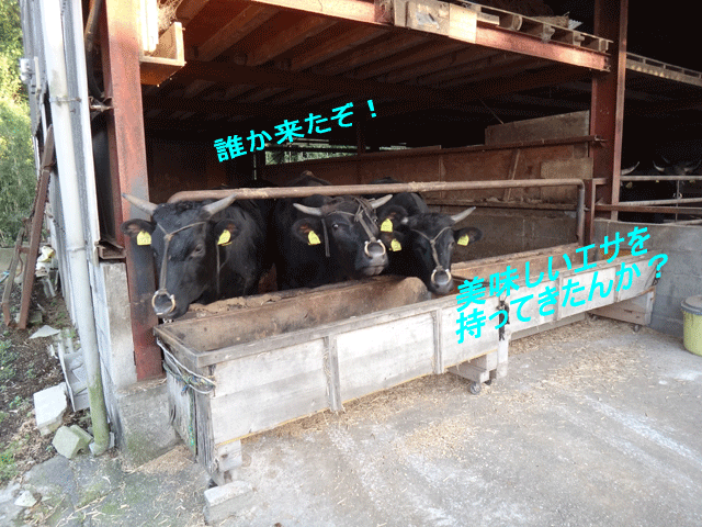 株式会社日食　豊後牛　大分県杵築市山香町広瀬　牧野三男さん