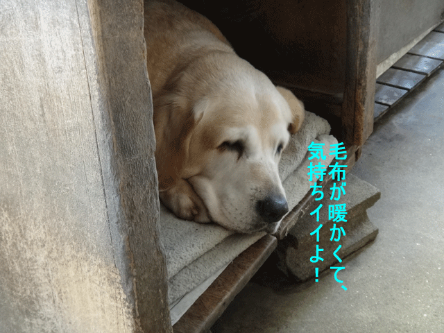 株式会社日食　愛犬ナナ　ゴールデン　ラブラドール　レトリバー　