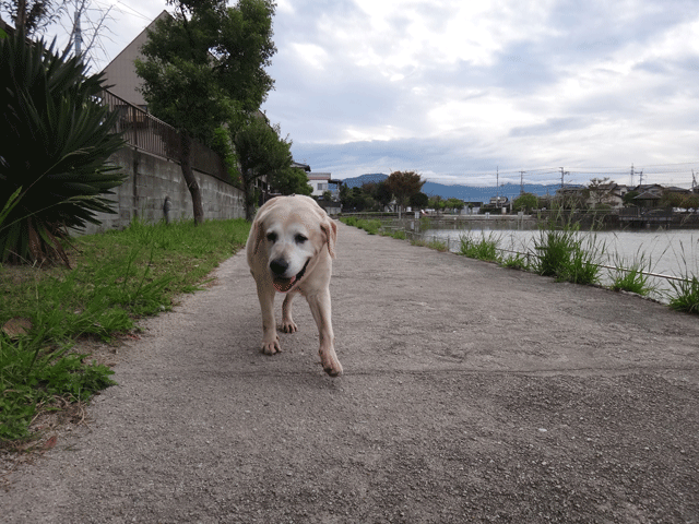 株式会社日食　愛犬ナナ　ゴールデン　ラブラドール　レトリバー　お散歩