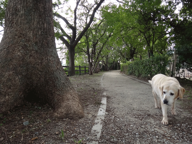 株式会社日食　愛犬ナナ　ゴールデン　ラブラドール　レトリバー　お散歩