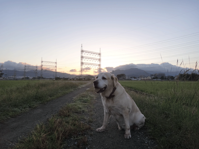 株式会社日食　愛犬ナナ　ゴールデン　ラブラドール　レトリバー　お散歩