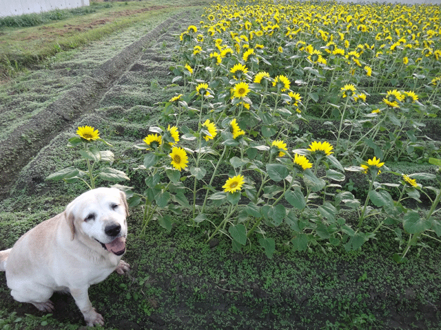 株式会社日食　愛犬ナナ　ゴールデン　ラブラドール　レトリバー　お散歩