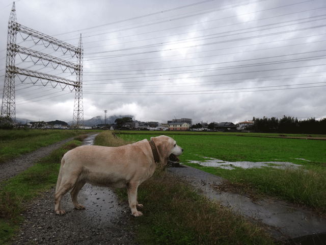 株式会社日食　愛犬ナナ　ゴールデン　ラブラドール　レトリバー　お散歩