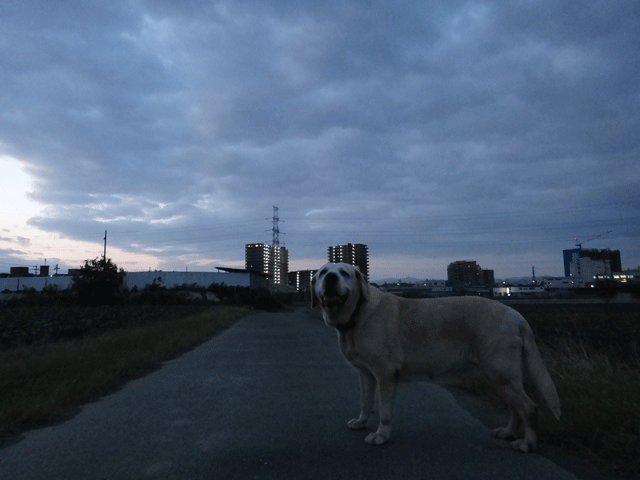 株式会社日食　愛犬ナナ　ゴールデン　ラブラドール　レトリバー　お散歩