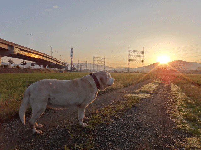 株式会社日食　愛犬ナナ　ゴールデン　ラブラドール　レトリバー　お散歩