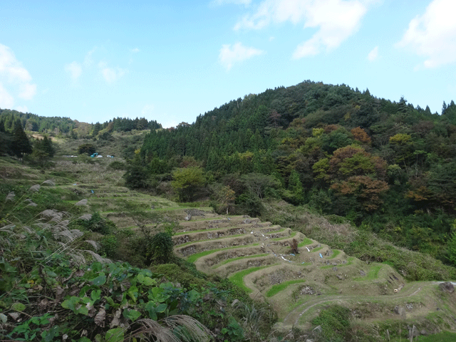 株式会社日食　【熊波の棚田】　兵庫県但馬　美方郡香美町村岡区熊波　棚田米コシヒカリ