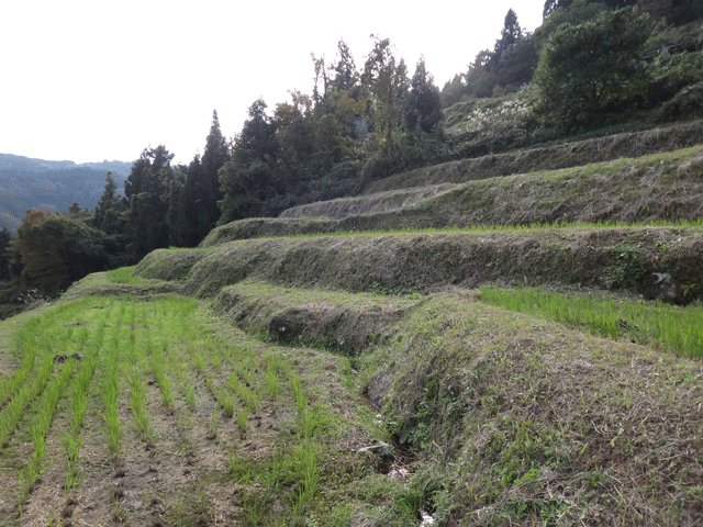 株式会社日食　【熊波の棚田】　兵庫県但馬　美方郡香美町村岡区熊波　棚田米コシヒカリ