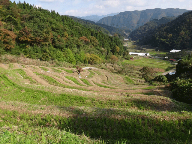 株式会社日食　【熊波の棚田】　兵庫県但馬　美方郡香美町村岡区熊波　棚田米コシヒカリ