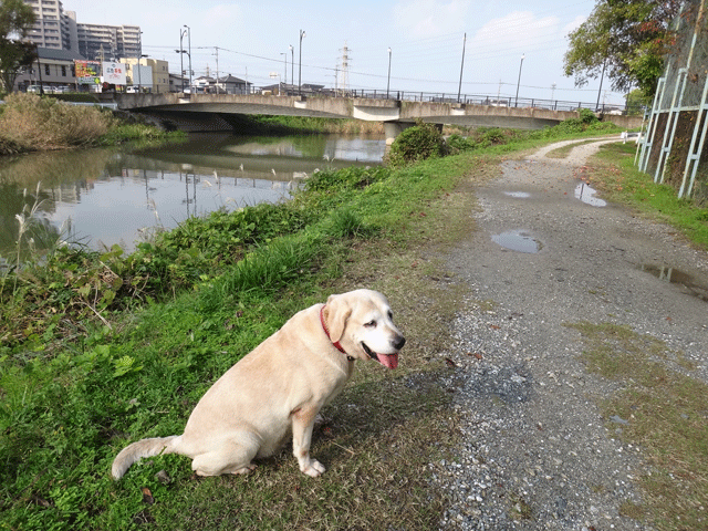 株式会社日食　愛犬ナナ　ゴールデン　ラブラドール　レトリバー　お散歩