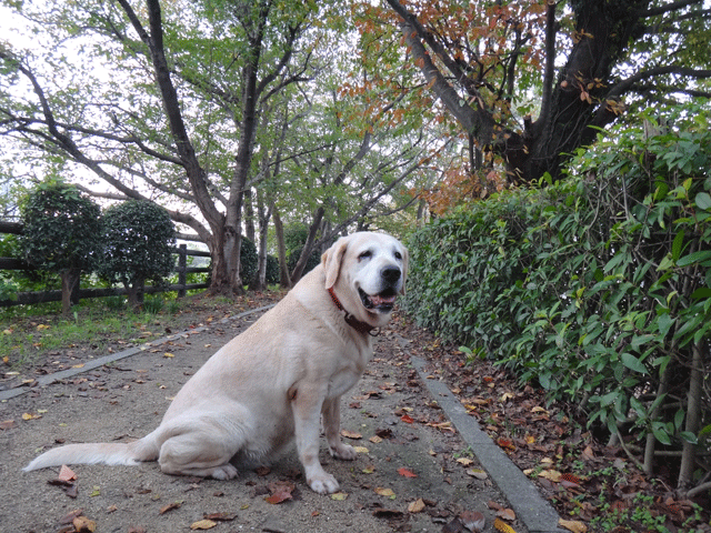 株式会社日食　愛犬ナナ　ゴールデン　ラブラドール　レトリバー　お散歩