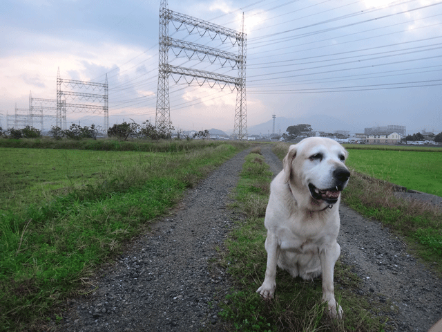 株式会社日食　愛犬ナナ　ゴールデン　ラブラドール　レトリバー　お散歩