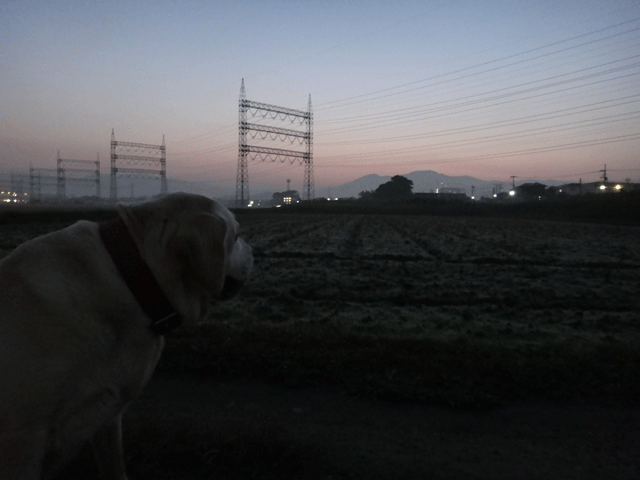 株式会社日食　愛犬ナナ　ゴールデン　ラブラドール　レトリバー　お散歩