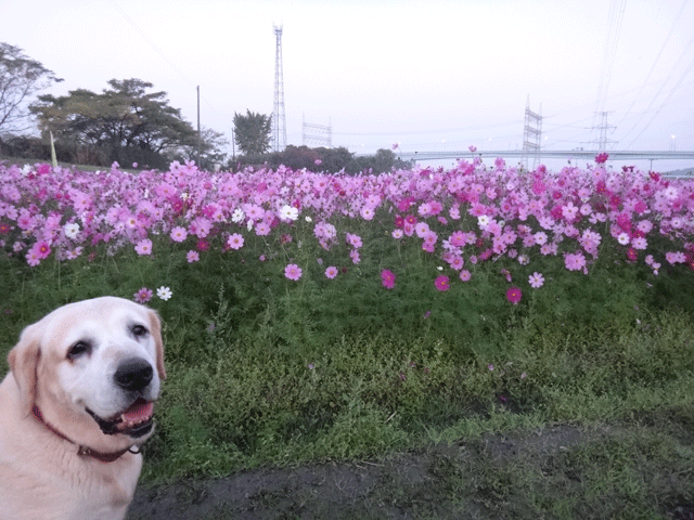 株式会社日食　愛犬ナナ　ゴールデン　ラブラドール　レトリバー　お散歩　コスモス