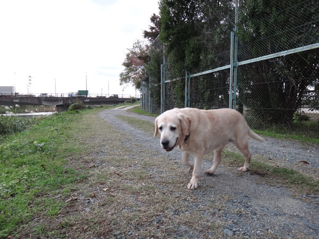 株式会社日食　愛犬ナナ　ゴールデン　ラブラドール　レトリバー　お散歩