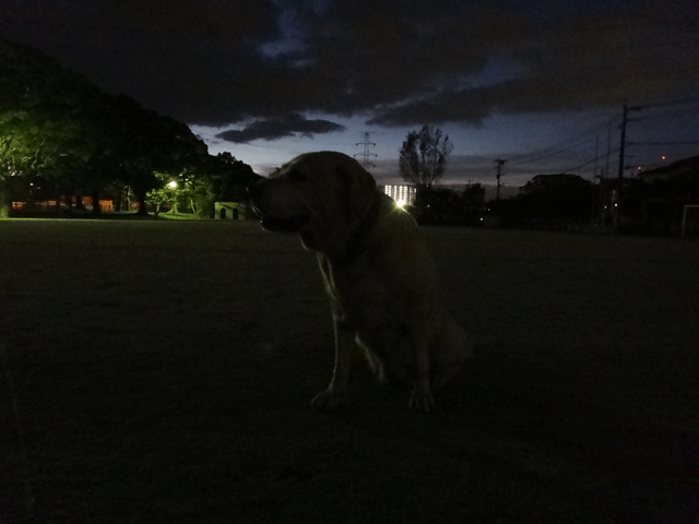 株式会社日食　愛犬ナナ　ゴールデン　ラブラドール　レトリバー　お散歩