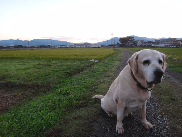 株式会社日食　愛犬ナナ　ゴールデン　ラブラドール　レトリバー　お散歩