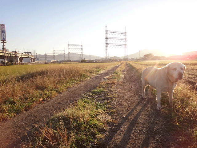 株式会社日食　愛犬ナナ　ゴールデン　ラブラドール　レトリバー　お散歩