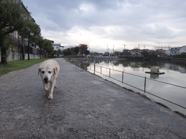 株式会社日食　愛犬ナナ　ゴールデン　ラブラドール　レトリバー　お散歩