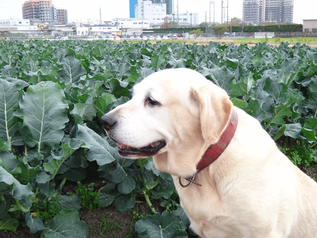 株式会社日食　愛犬ナナ　ゴールデン　ラブラドール　レトリバー　お散歩　ブロッコリー畑