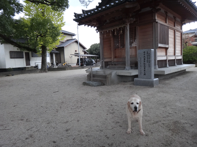 株式会社日食　愛犬ナナ　ゴールデン　ラブラドール　レトリバー　お散歩