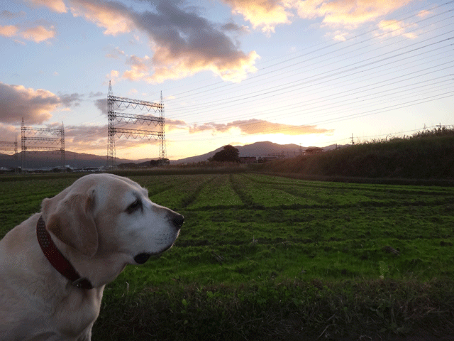 株式会社日食　愛犬ナナ　ゴールデン　ラブラドール　レトリバー　お散歩