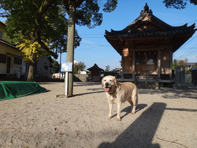 株式会社日食　愛犬ナナ　ゴールデン　ラブラドール　レトリバー　お散歩