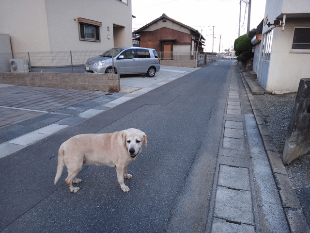 株式会社日食　愛犬ナナ　ゴールデン　ラブラドール　レトリバー　お散歩