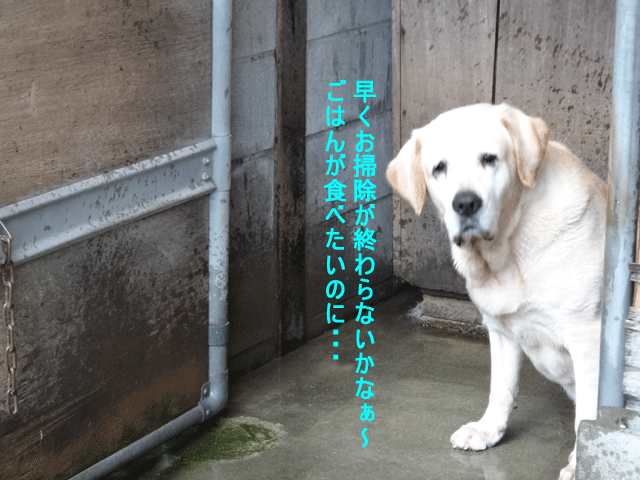 株式会社日食　愛犬ナナ　ゴールデン　ラブラドール　レトリバー