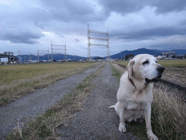 株式会社日食　愛犬ナナ　ゴールデン　ラブラドール　レトリバー　お散歩