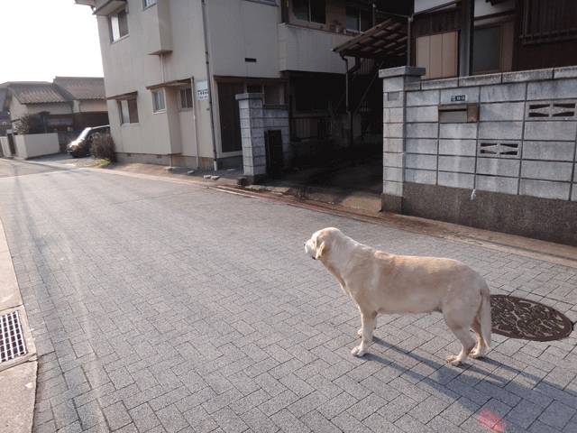 株式会社日食　愛犬ナナ　ゴールデン　ラブラドール　レトリバー　お散歩