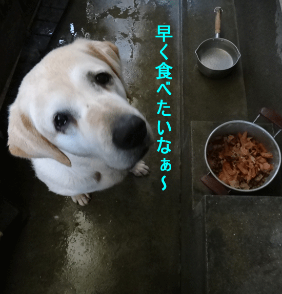 株式会社日食　愛犬ナナ　ゴールデン　ラブラドール　レトリバー