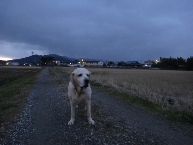 株式会社日食　愛犬ナナ　ゴールデン　ラブラドール　レトリバー　お散歩