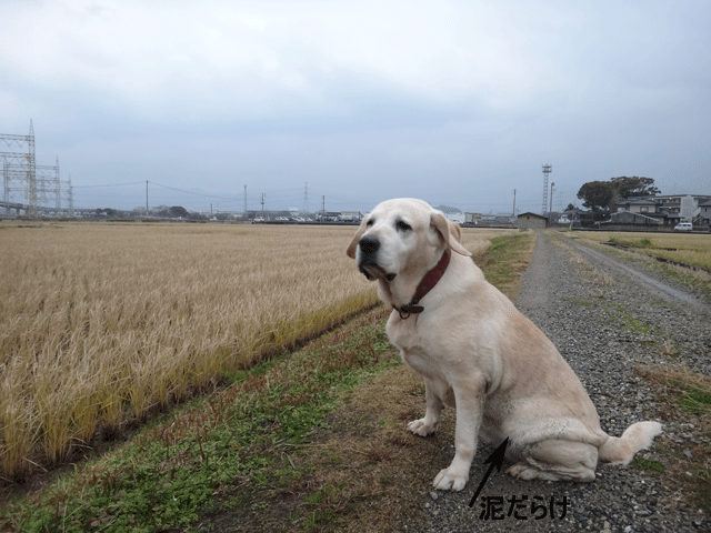 株式会社日食　愛犬ナナ　ゴールデン　ラブラドール　レトリバー　お散歩