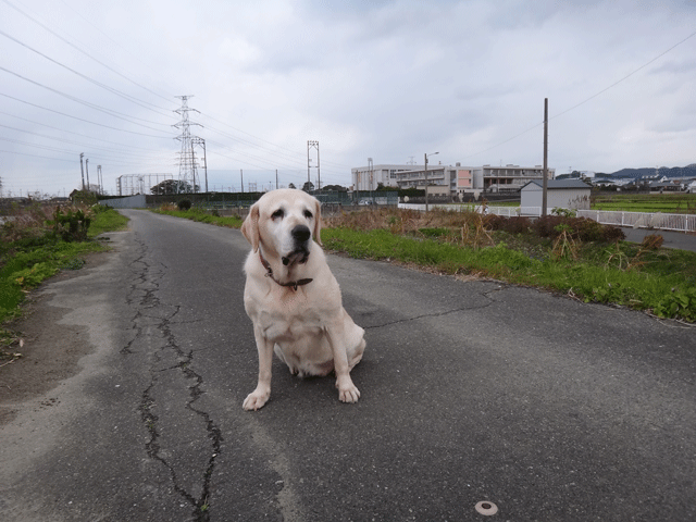 株式会社日食　愛犬ナナ　ゴールデン　ラブラドール　レトリバー　お散歩