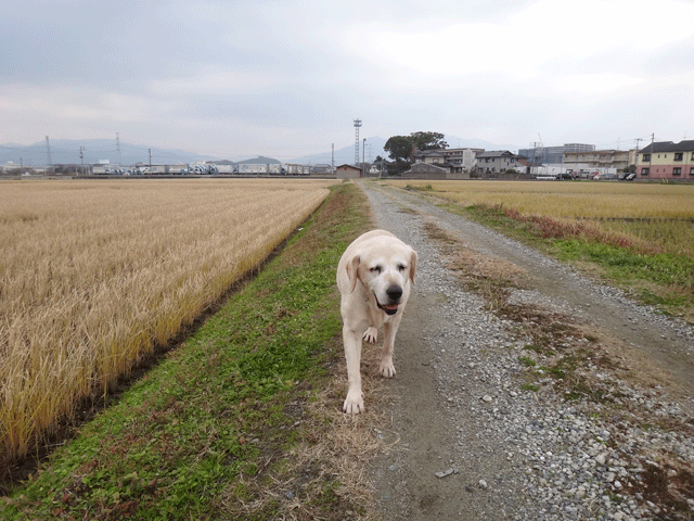 株式会社日食　愛犬ナナ　ゴールデン　ラブラドール　レトリバー　お散歩